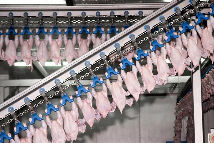 Крупнейшие птицефабрики произвели 4,64 млн тонн мяса бройлера 
